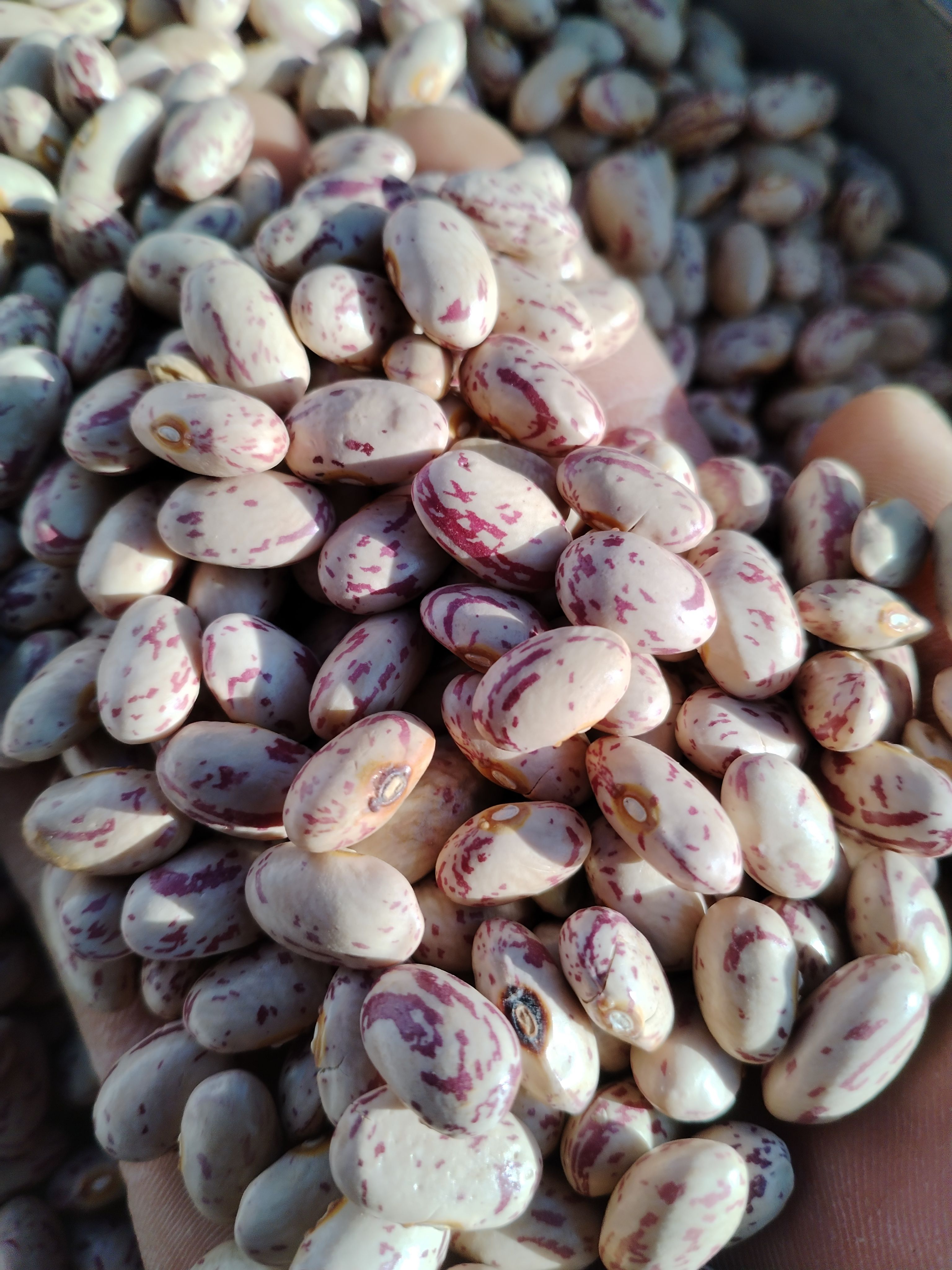 奶花芸豆的食用方法图片