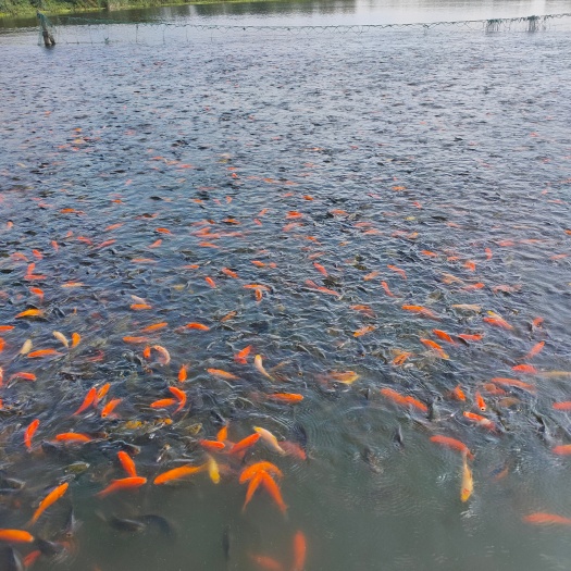 观赏鱼