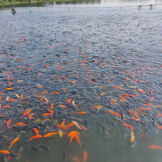 嵩明县观赏鱼