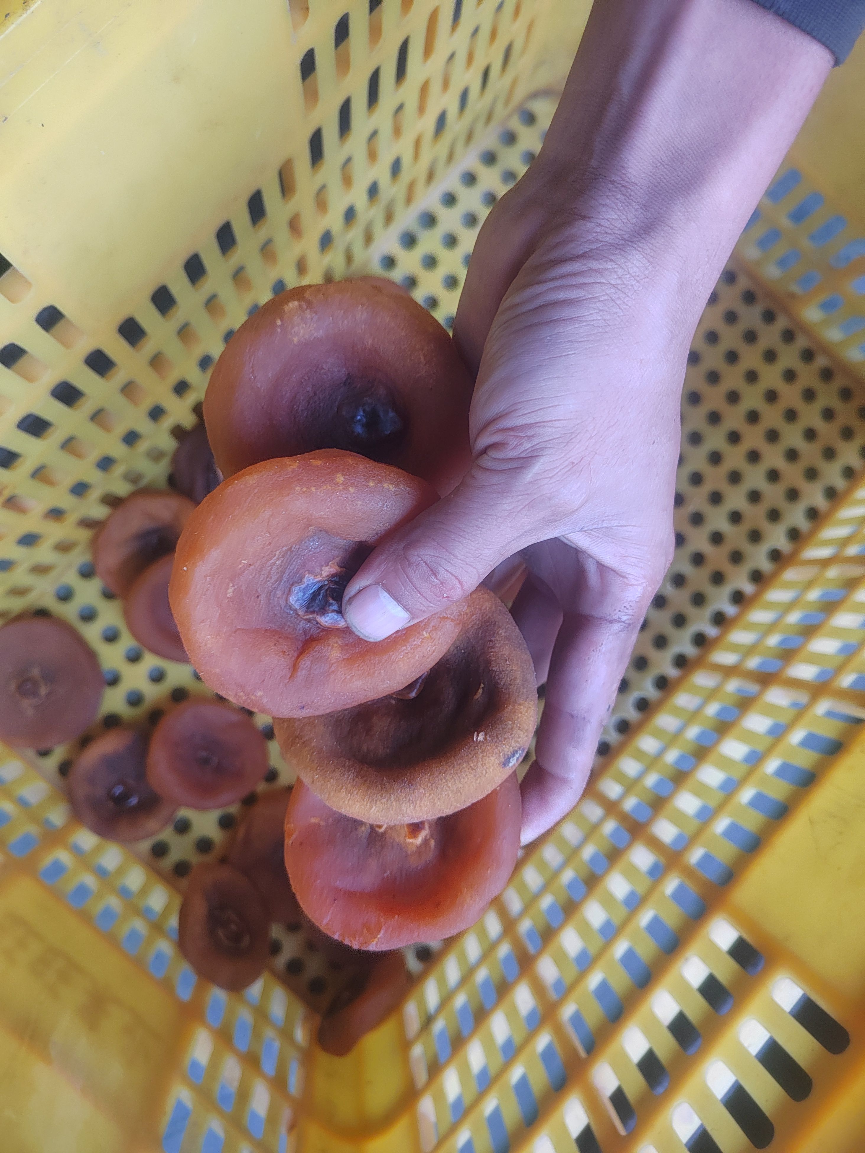 农家柿饼，量大从优！产地货源充足