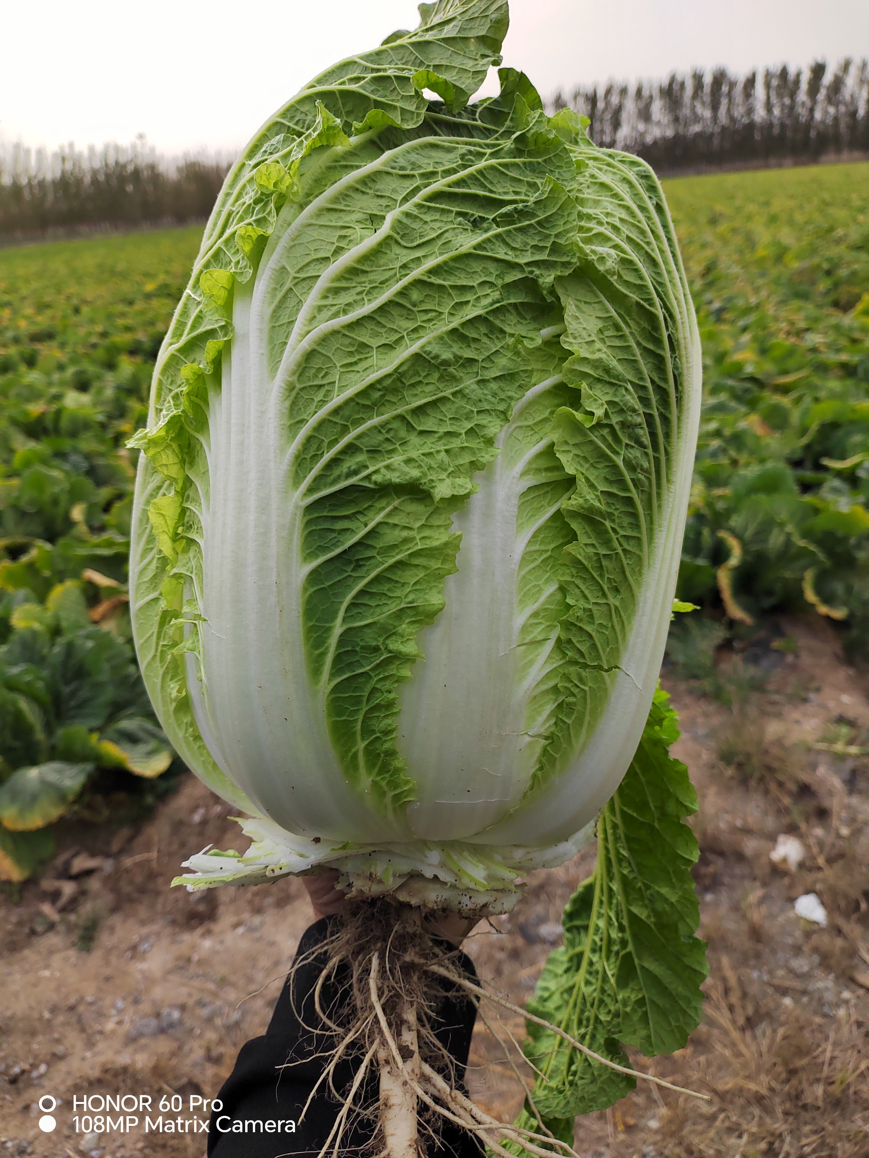 黄心白菜，150亩，有需要的老板可以联系我