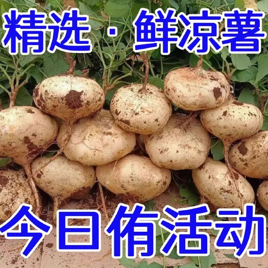 上林县凉薯新鲜现挖白地瓜萝卜大果农家特产清甜水果沙葛土番薯包邮