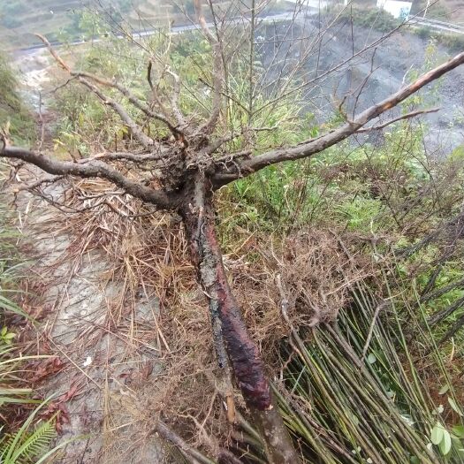 保靖县大量挂果木姜子苗出售