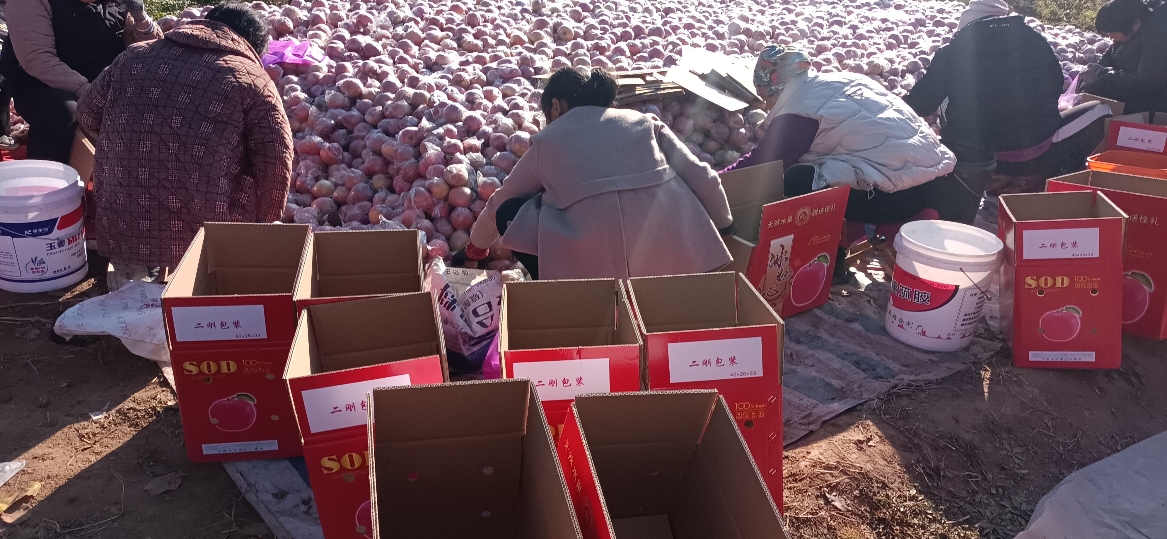 精品红富士苹果口感甜脆