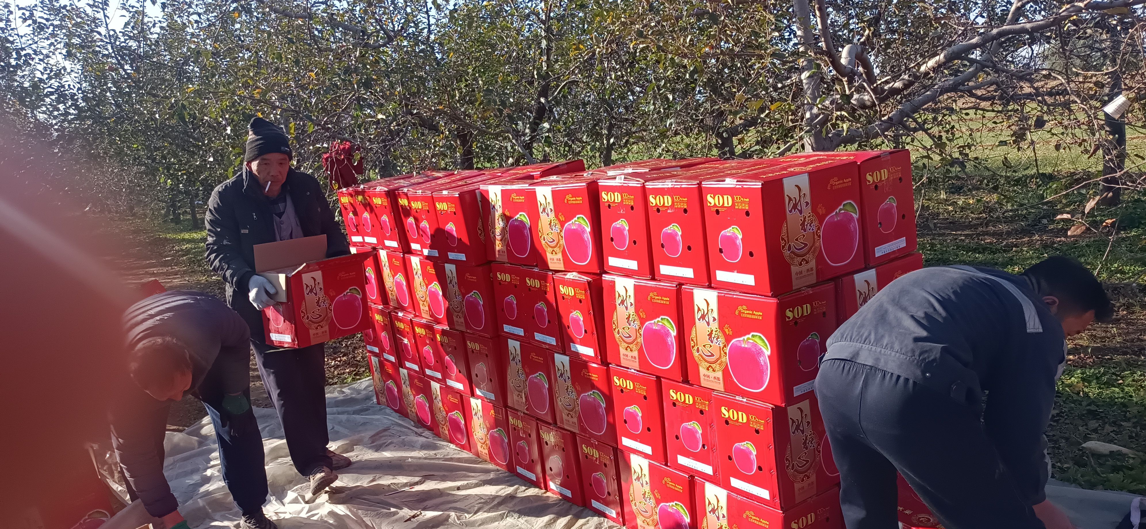 精品红富士苹果口感甜脆