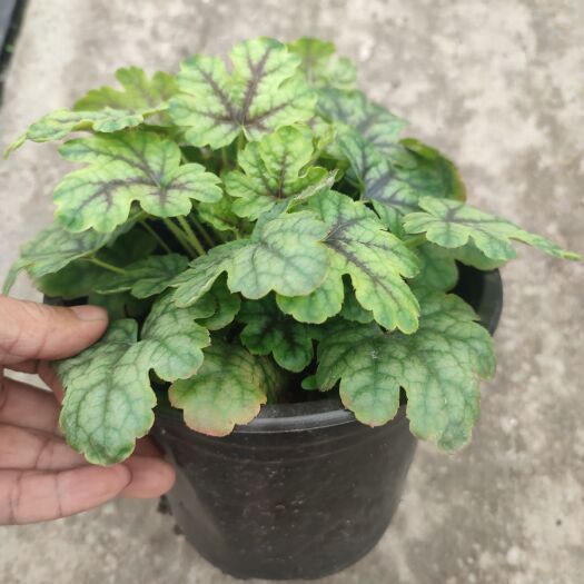 绍兴矾根