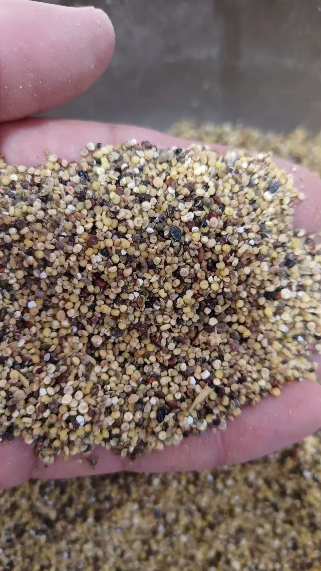 小杂粮，鸡鸭鹅养殖专用，厂家直销，量大从优。