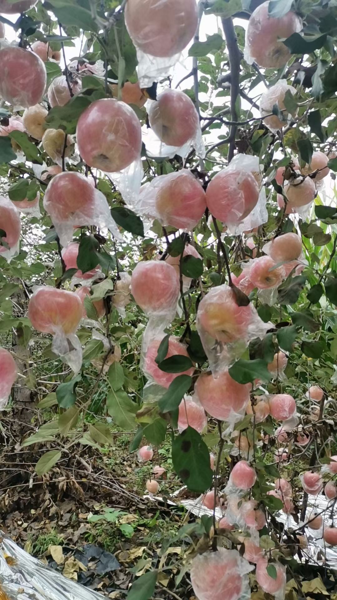 精品红富士苹果口感甜脆