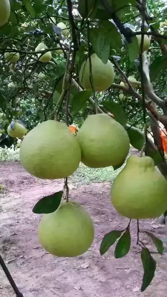 江永香柚，自家果园，口感好水份足，30年左右老树柚，
