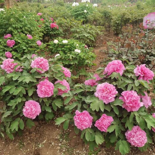 菏泽牡丹花苗