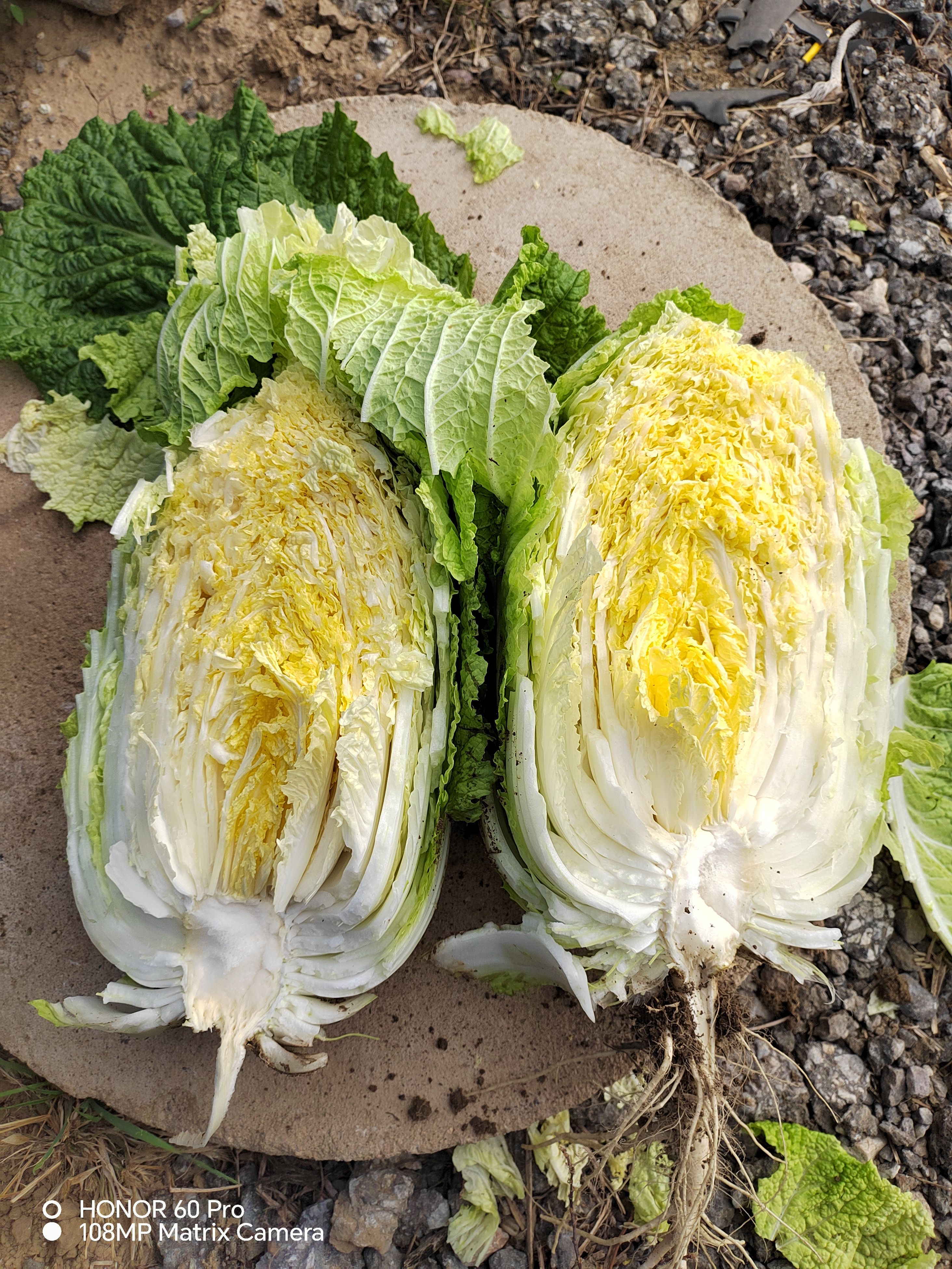 黄心白菜，150亩，有需要的老板可以联系我