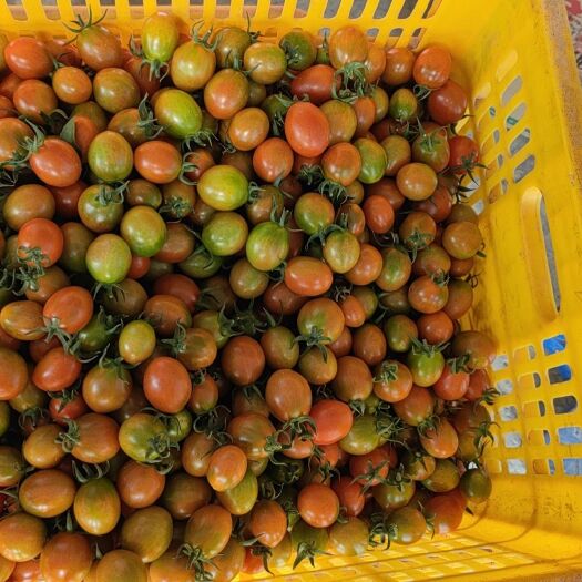 陆丰市圣女果状元红，子弹头，番茄，