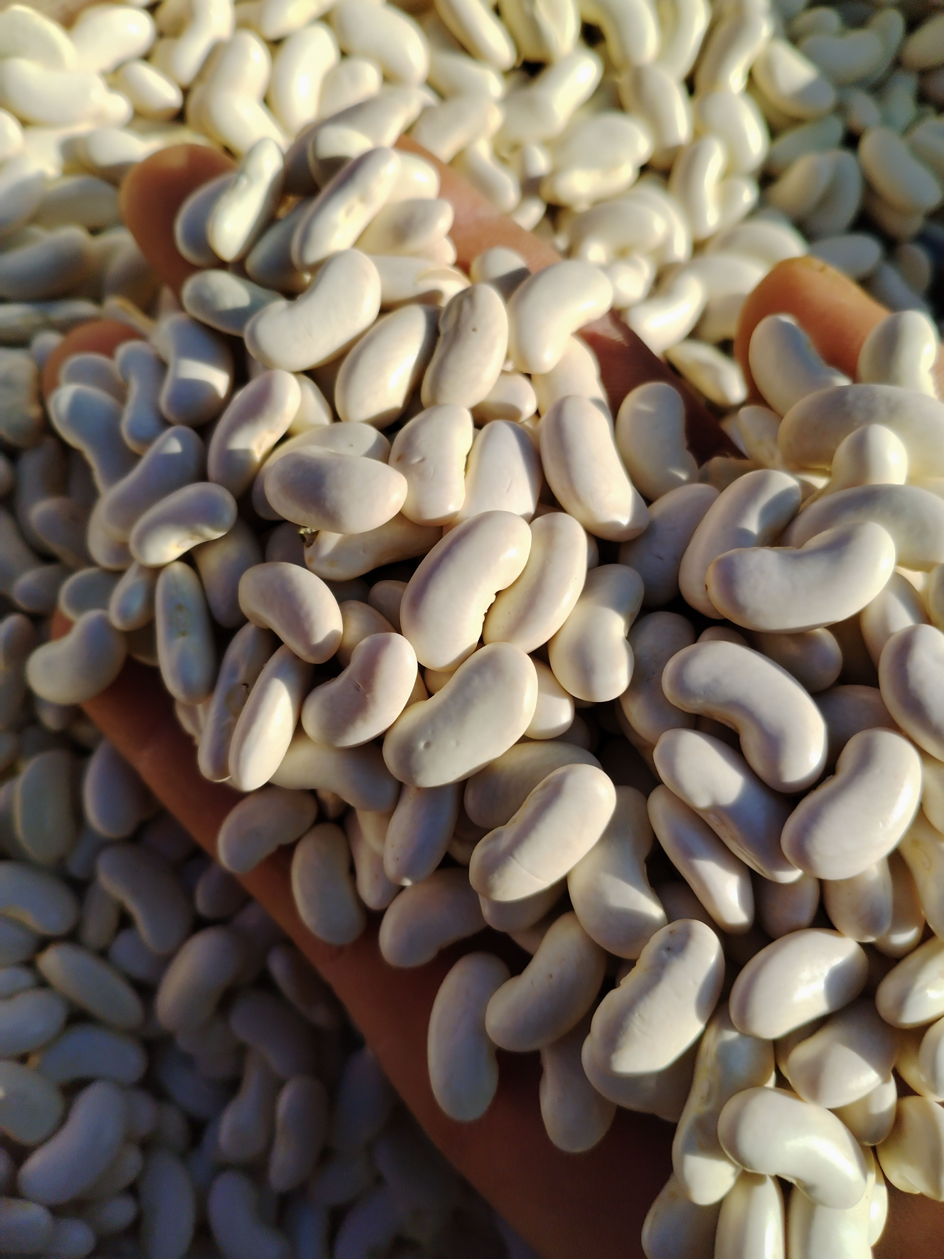 云南白腰豆新货白豆农家自种小白芸豆豆米煲汤打豆浆批发优惠