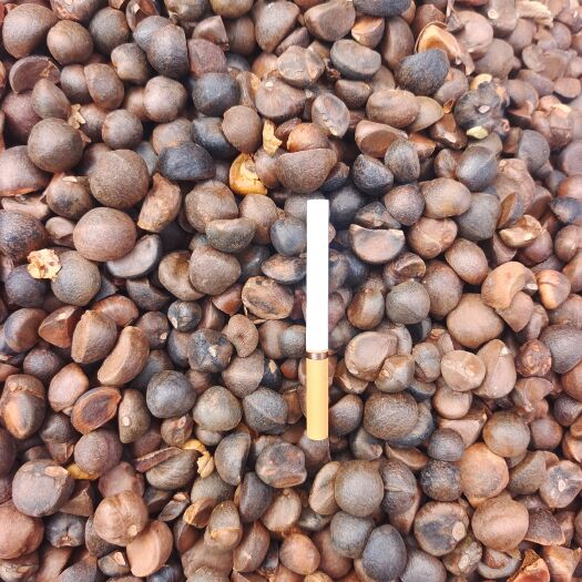 油茶籽