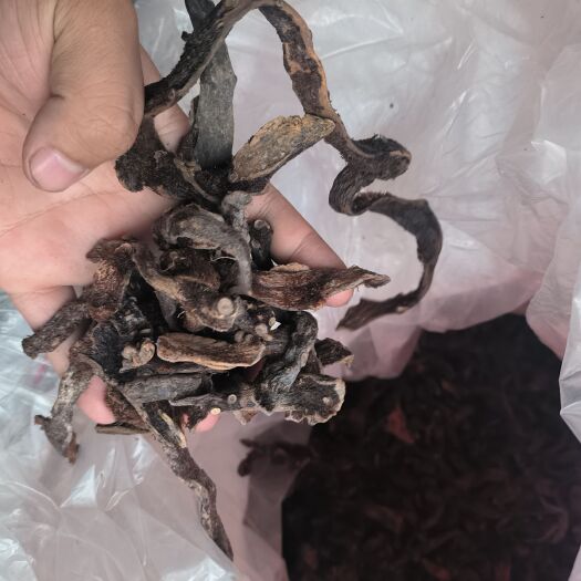 乐山骨碎补