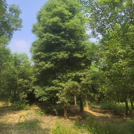 夹江县小叶香樟树