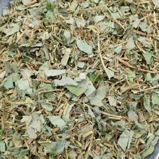 大竹县金钱草，大叶金钱草