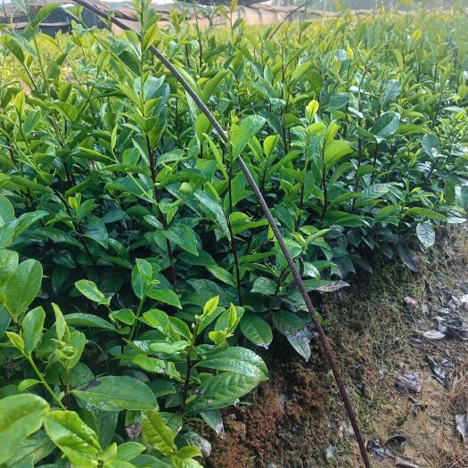 饶平县凤凰单枞鸭屎香，白叶苗雅根系发达，助农致富好种苗