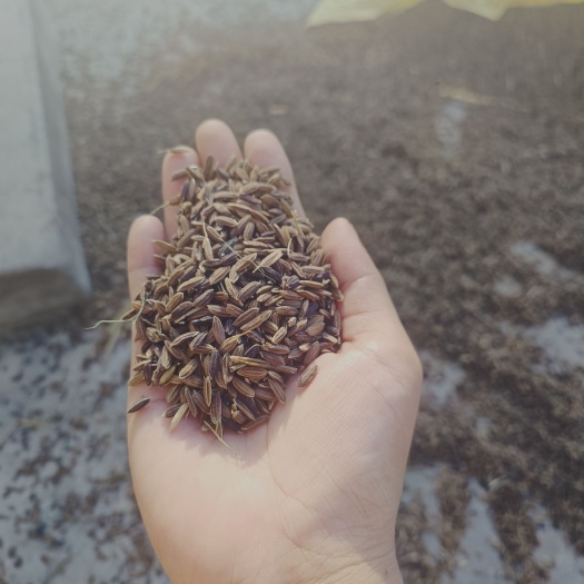昌江县海南自己种植紫米