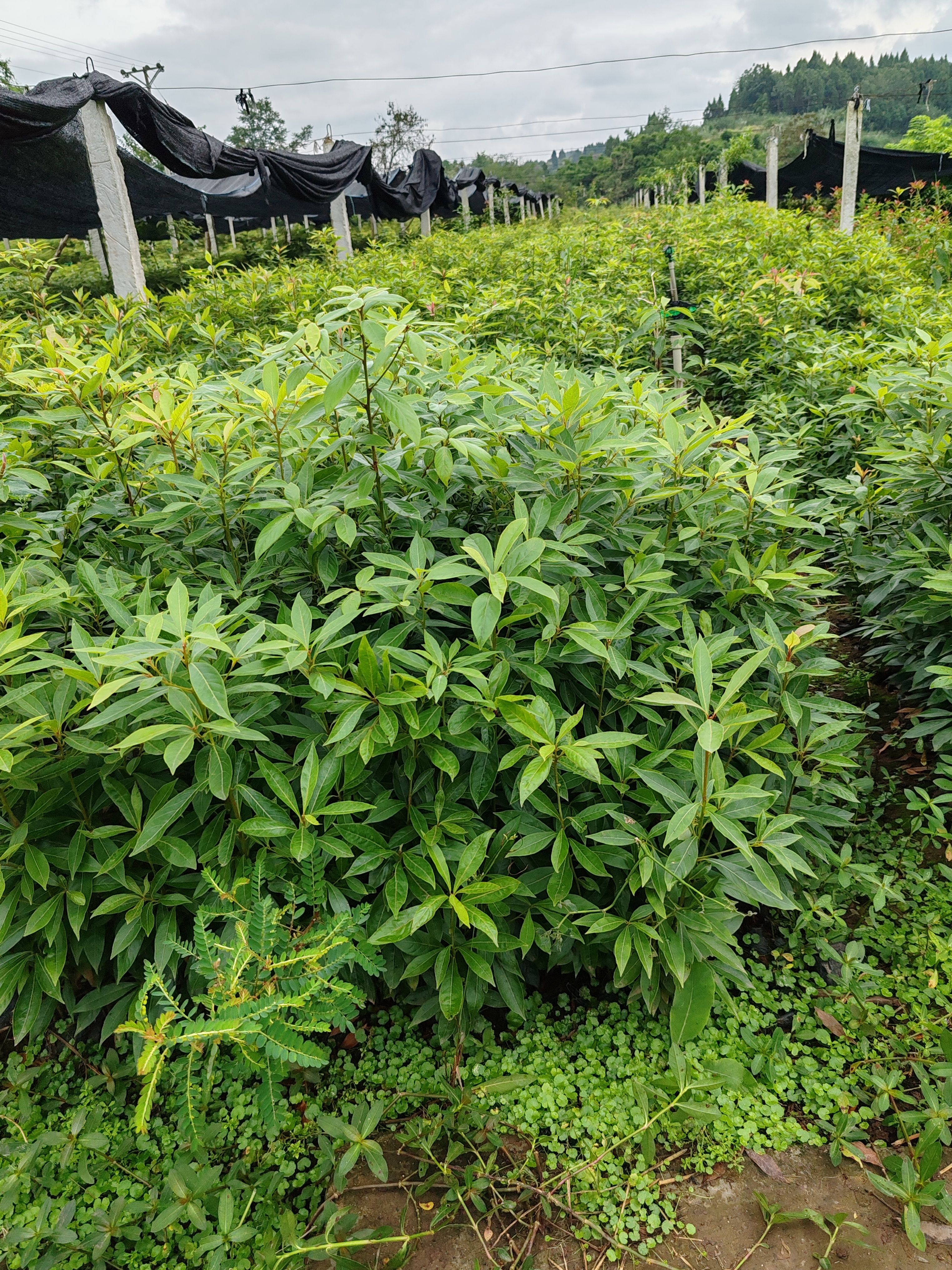 金丝楠木树苗，小叶桢楠，金丝楠木，金丝楠木苗，
