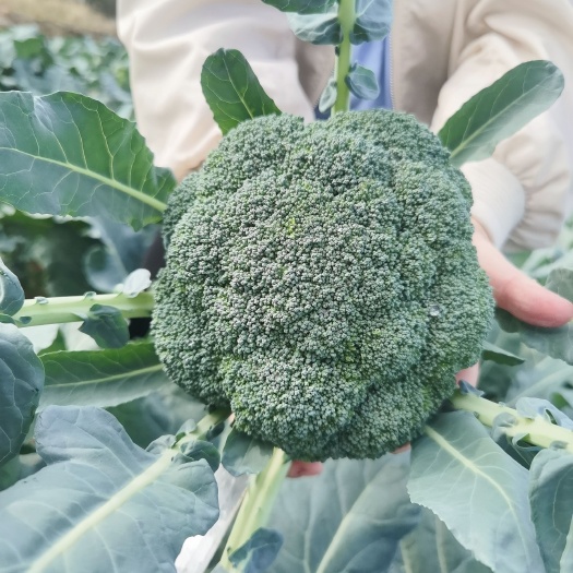 省级示范合作社现有800亩耐寒西兰花