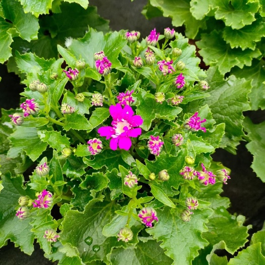 嘉善县瓜叶菊黑心菊金光菊波斯菊