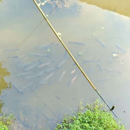 陆川县流动山泉水生态草鱼，不喂饲料 ，纯吃草长大，二两开始喂到五斤
