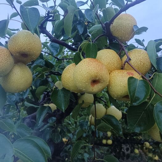 常州百年老树口感脆甜皮薄肉厚核小无渣，品质好方留百年以上