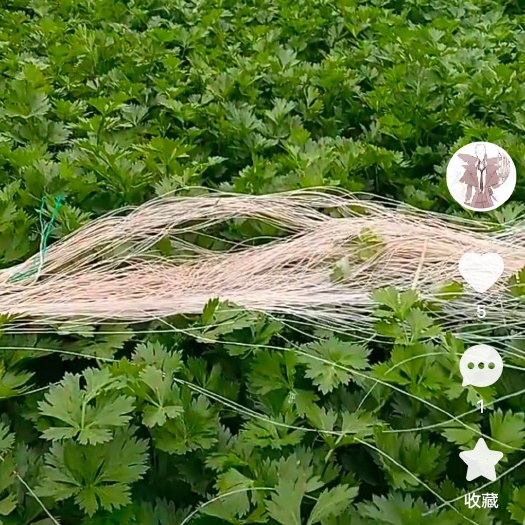 有需要水芹，波菜的联系我