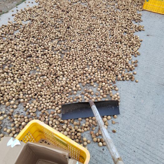 封开县风流果通货（质量很好）