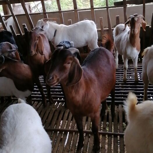 北川县山羊150只牧场直供