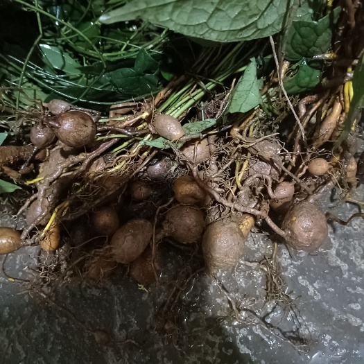 黎平县青牛胆种苗