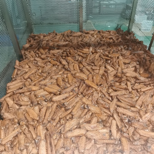 新泰市藤椒鸭翅中