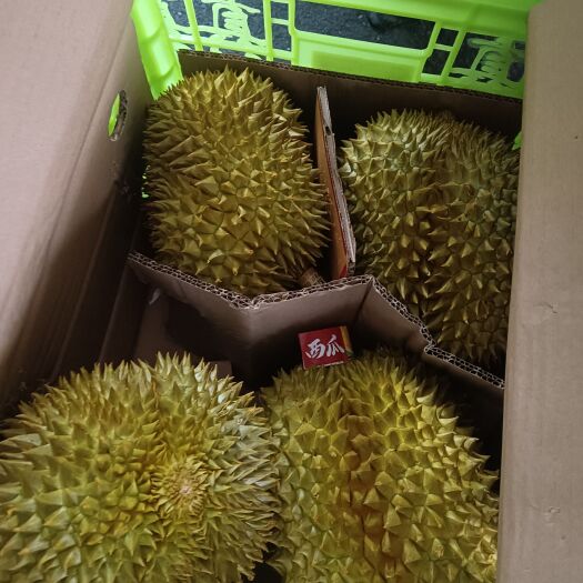 广州榴莲