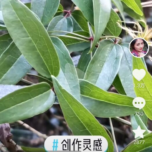 平塘县威灵仙