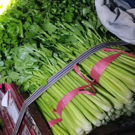聊城西芹大量上市中货源充足质量有保证专业代收代发