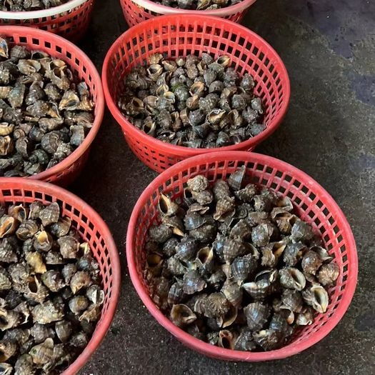 连云港纯海捕海螺，纯干活，精品无破壳
