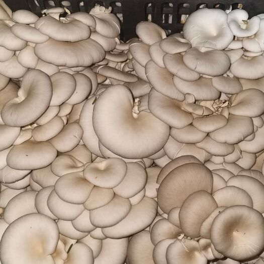 平菇