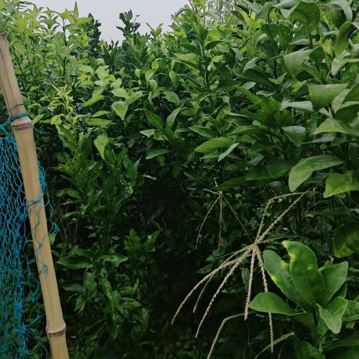 庐江县沃柑苗