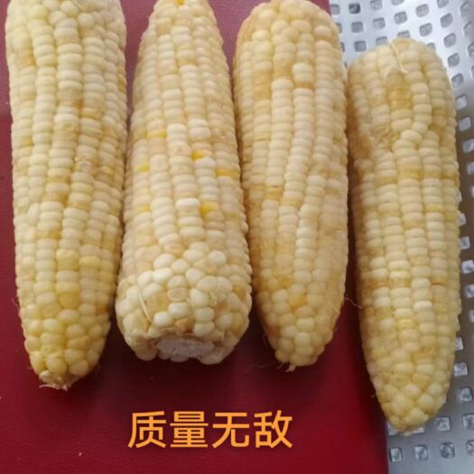 鸡西  甜加糯玉米，粘度甜度都够。口感特别好。