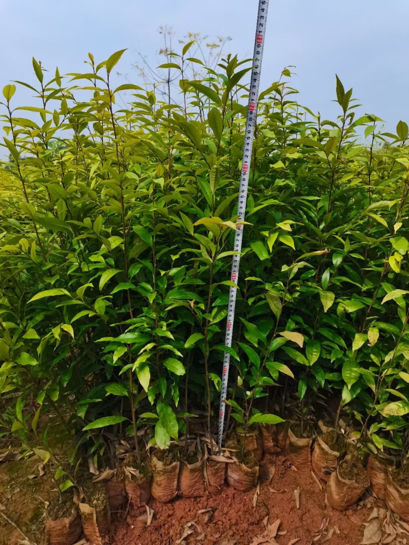 红椎树苗 供应红锥营养杯苗！