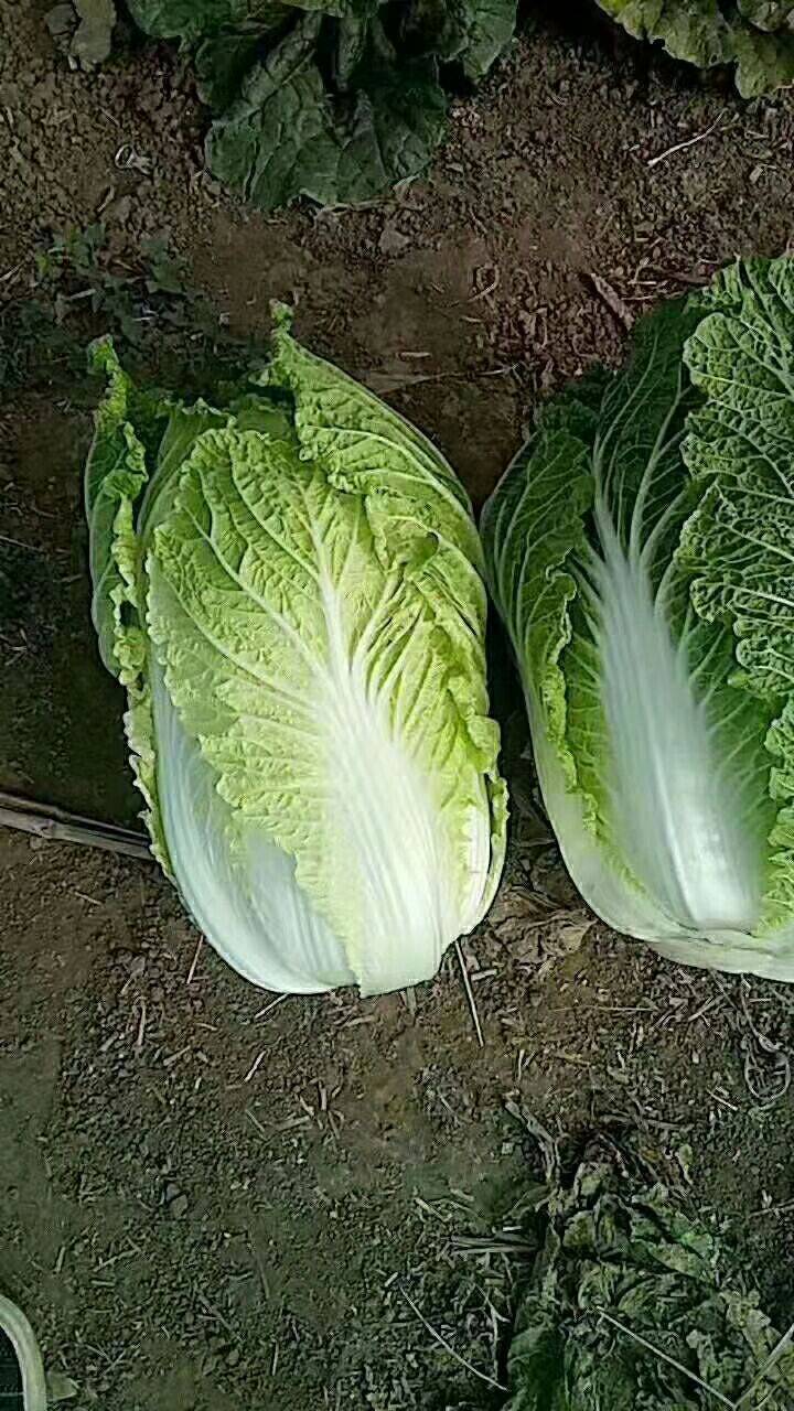 有50万斤大白菜便宜卖，