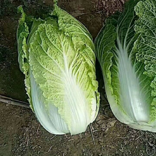 有50万斤大白菜便宜卖，
