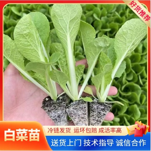 通海县黄芯白菜苗，【基地批发价】根须发达，全国包邮，运坏包赔