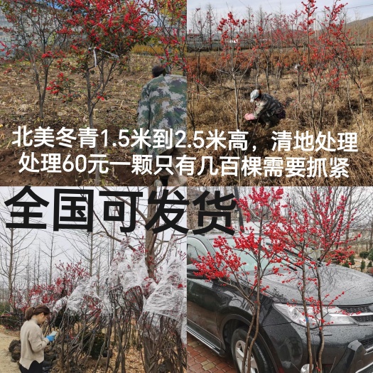 丹东北美冬青盆景绿化等