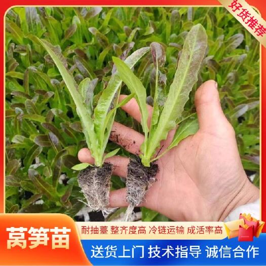 精品红尖叶，三青莴笋苗，苗子强壮，运坏包赔，死苗补发