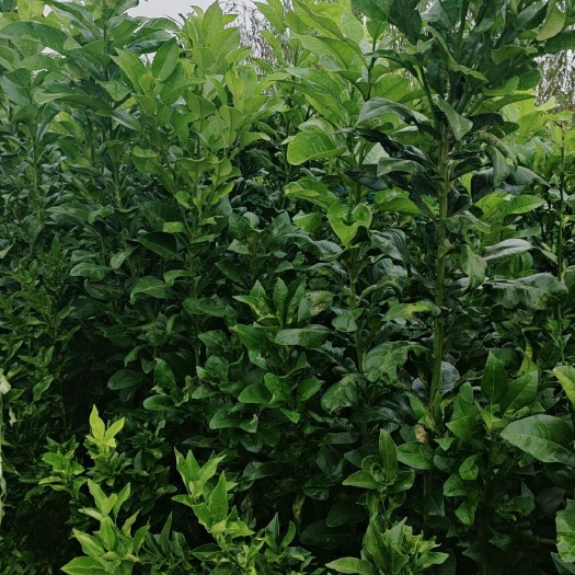 庐江县红心柚