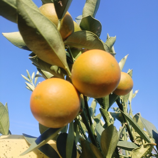 德昌县脆蜜金桔