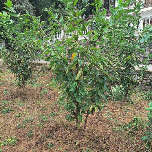 宣恩县2-7公分挂果早熟樱桃树、占地樱桃树、绿化樱桃树、采摘樱桃树