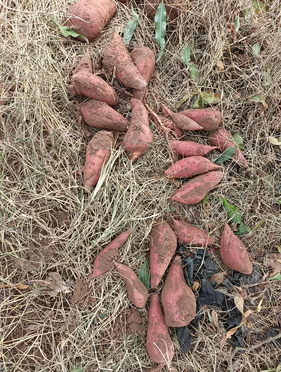 西瓜红水果红薯